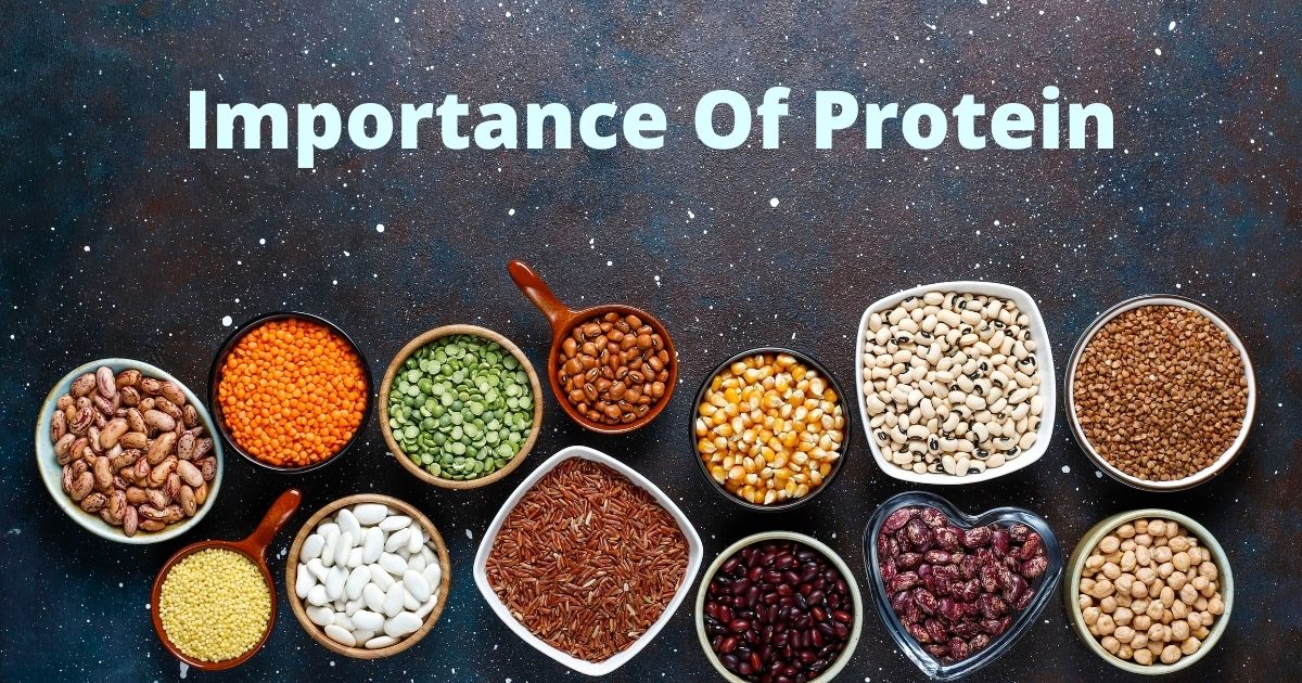 Importance Of Protein